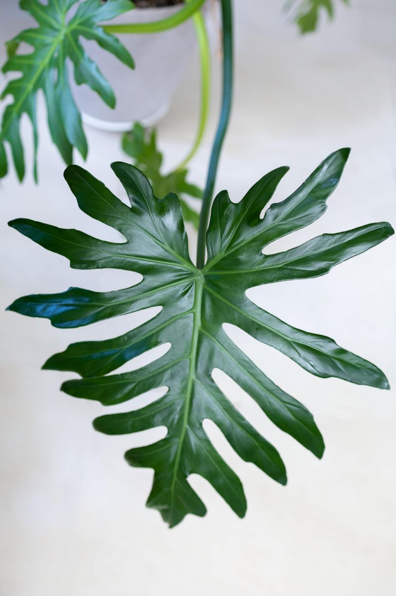 Philodendron Selloum