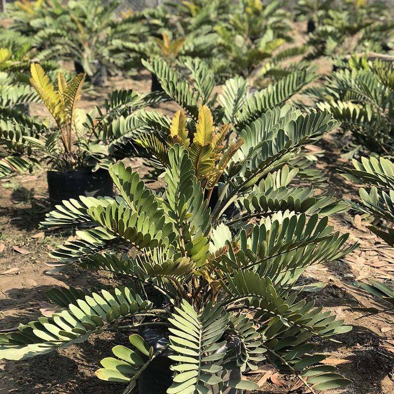 Zamia Palm For Compact, Textural Structure