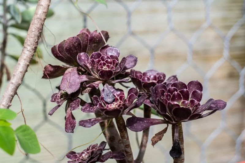 Aeonium Arboreum 'Zwartkop' (Black Rose)
