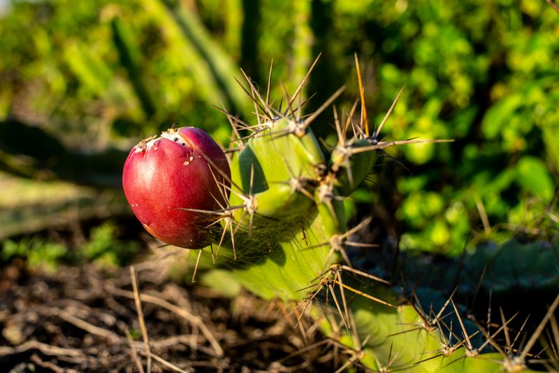 Prickly Pear Cactus