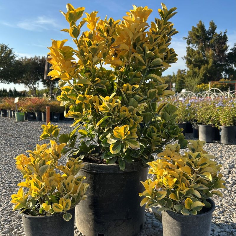 Wintercreeper Euonymus