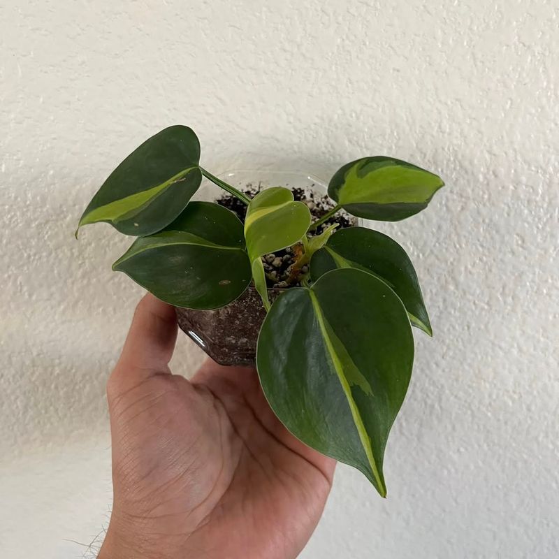 Philodendron