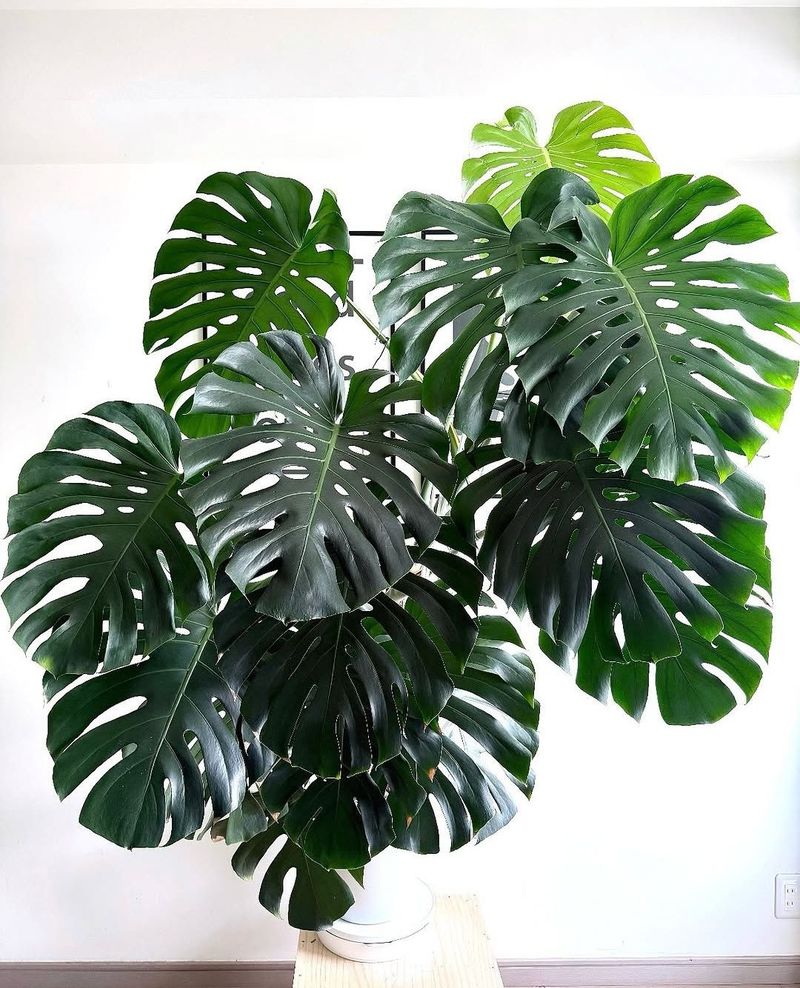 Monstera