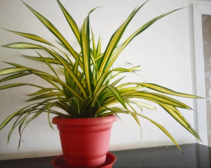 Spider Plant