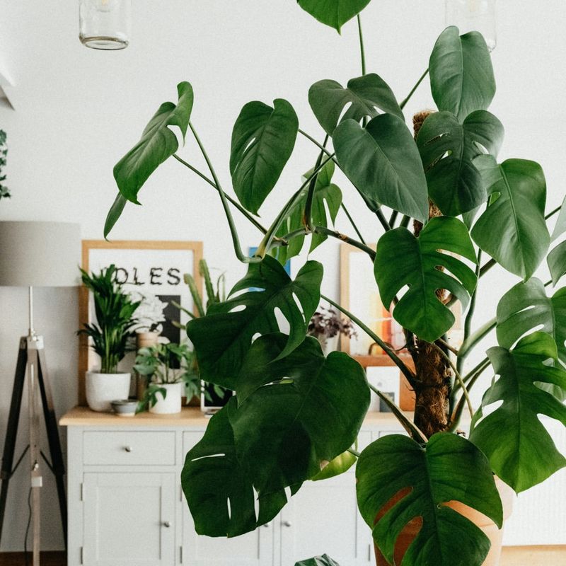 Monstera Deliciosa
