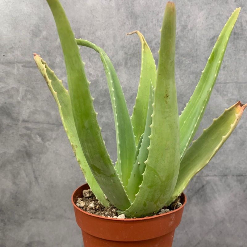 Aloe Vera