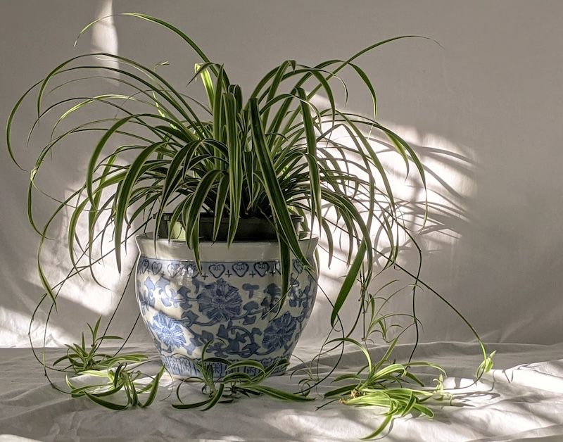 Spider Plant