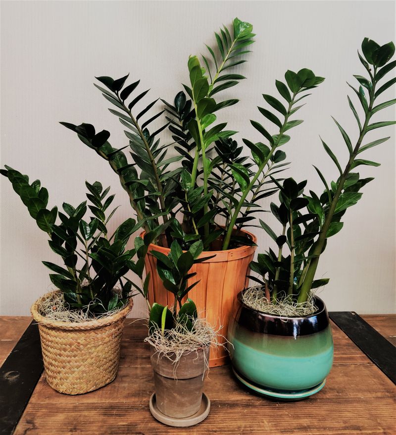 Why ZZ Plants Are Perfect For Oregon Homes