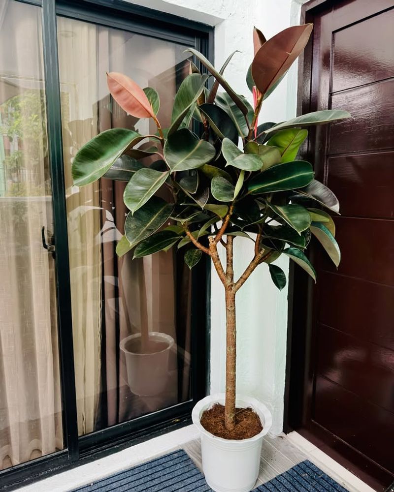 Rubber Plant For Vertical Interest