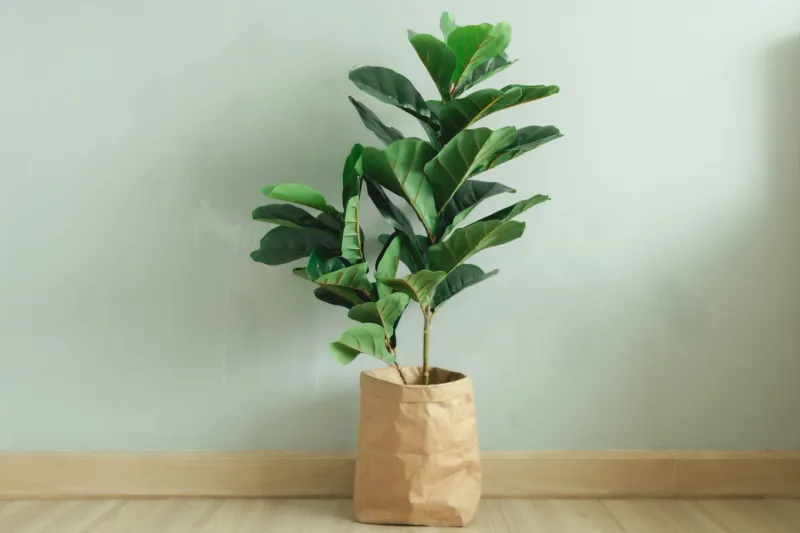 Fiddle Leaf Fig For Focus And Emotional Balance