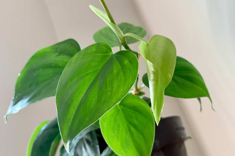 Philodendron That Can Swell Mouth And Airways