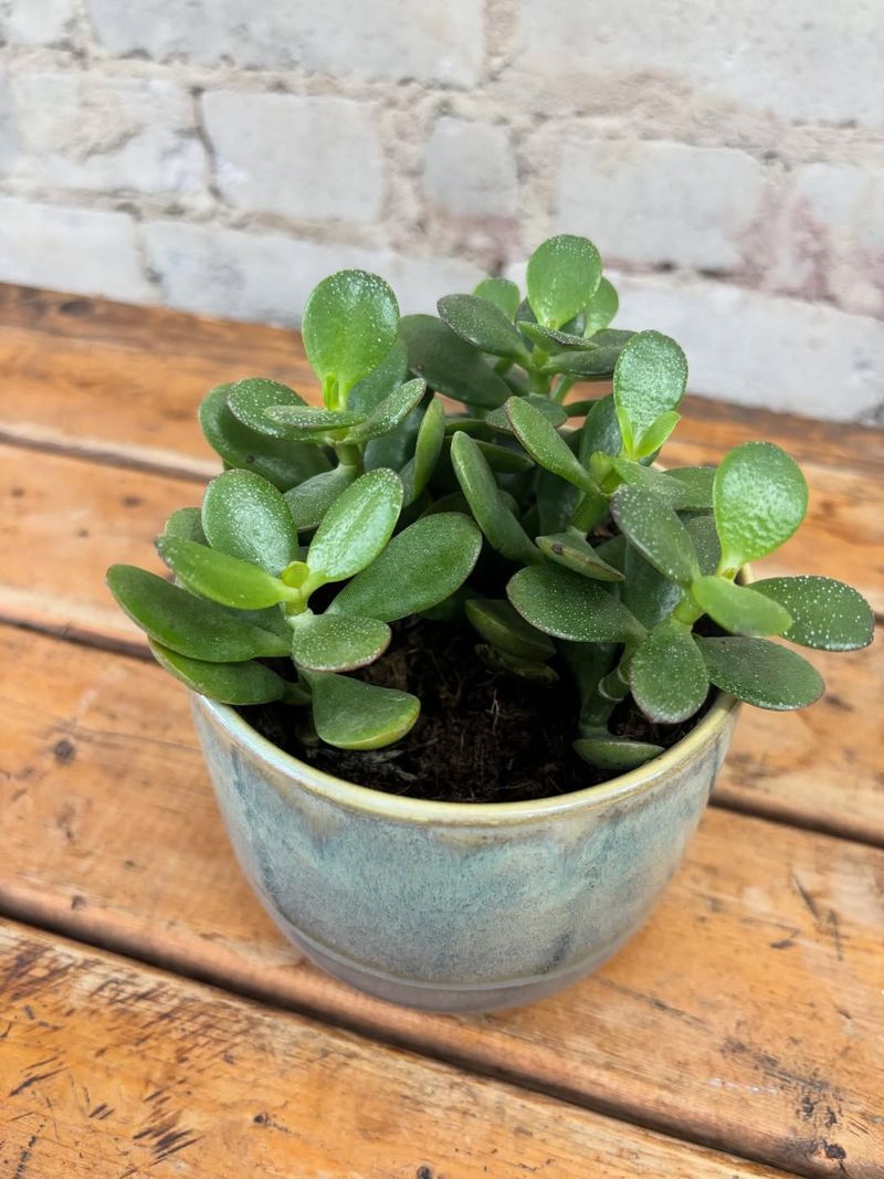 Jade Plant (Crassula Ovata)