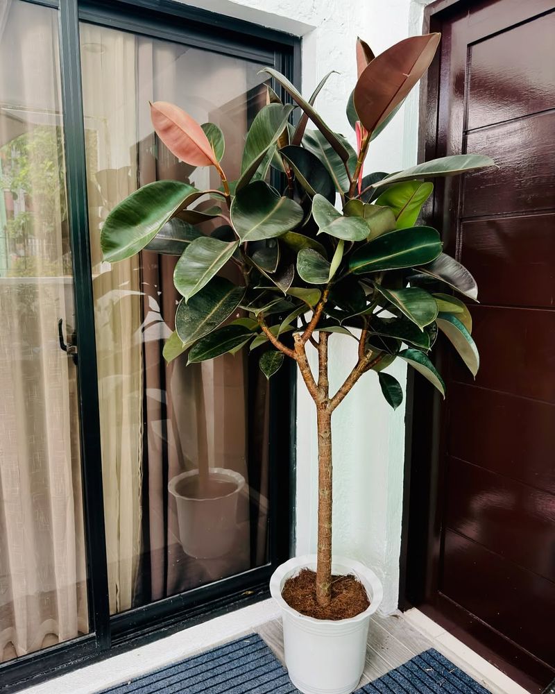 Rubber Plant (Ficus Elastica)