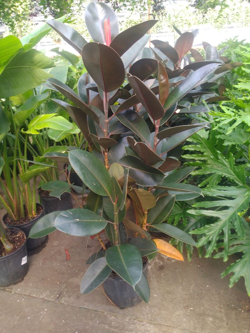 Rubber Plant (Ficus Elastica)