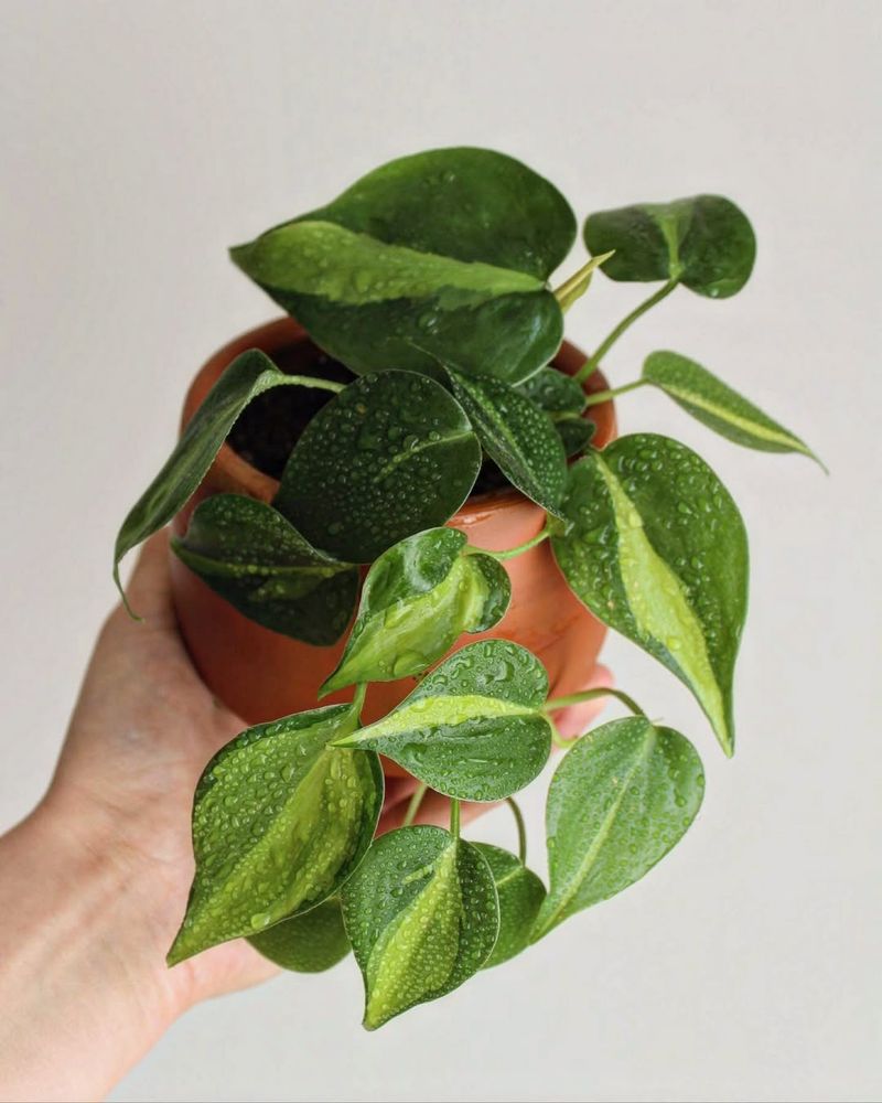 Philodendron (Heartleaf And Trailing Types)