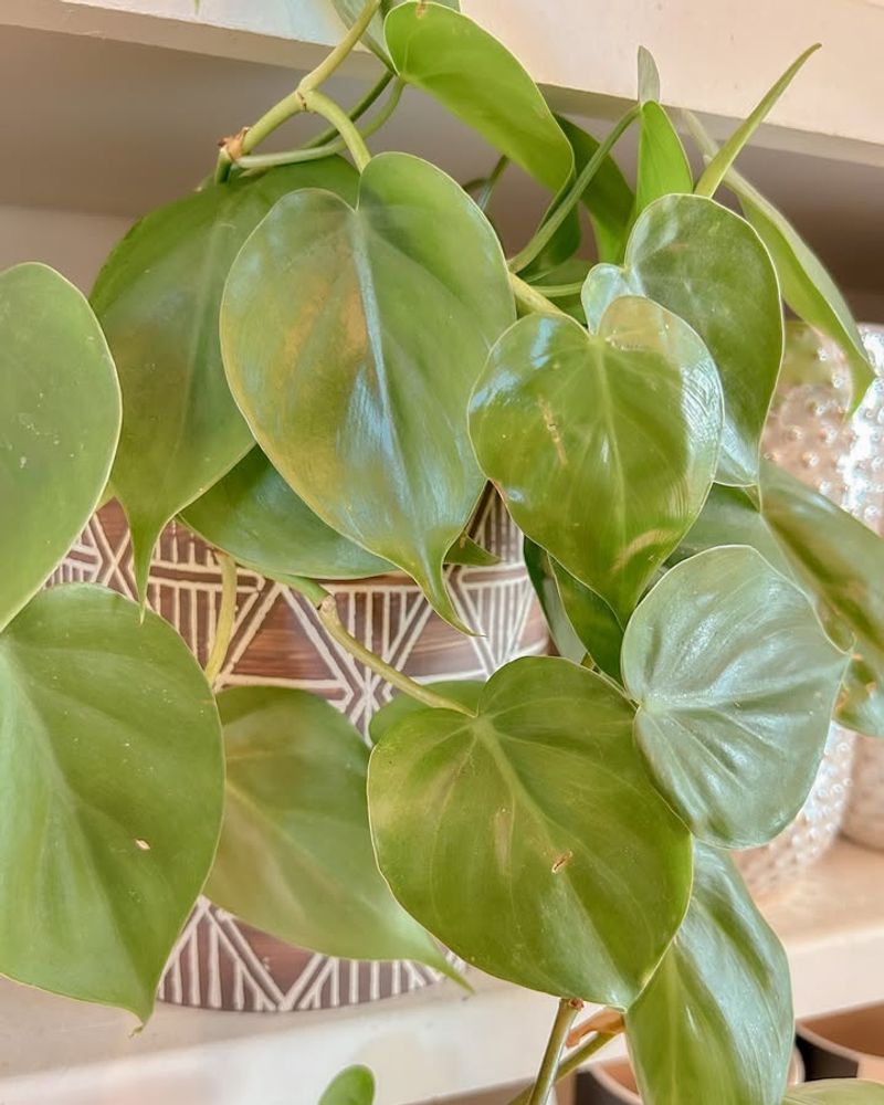 Heartleaf Philodendron (Philodendron Hederaceum)