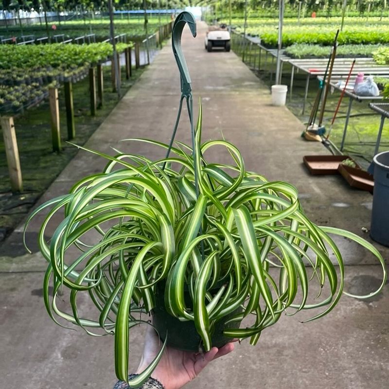 Spider Plant (Chlorophytum Comosum)