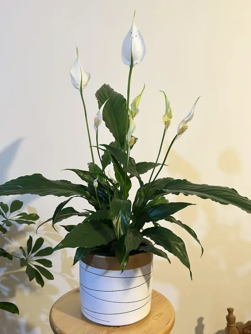 Peace Lily