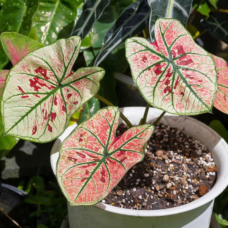 Caladium