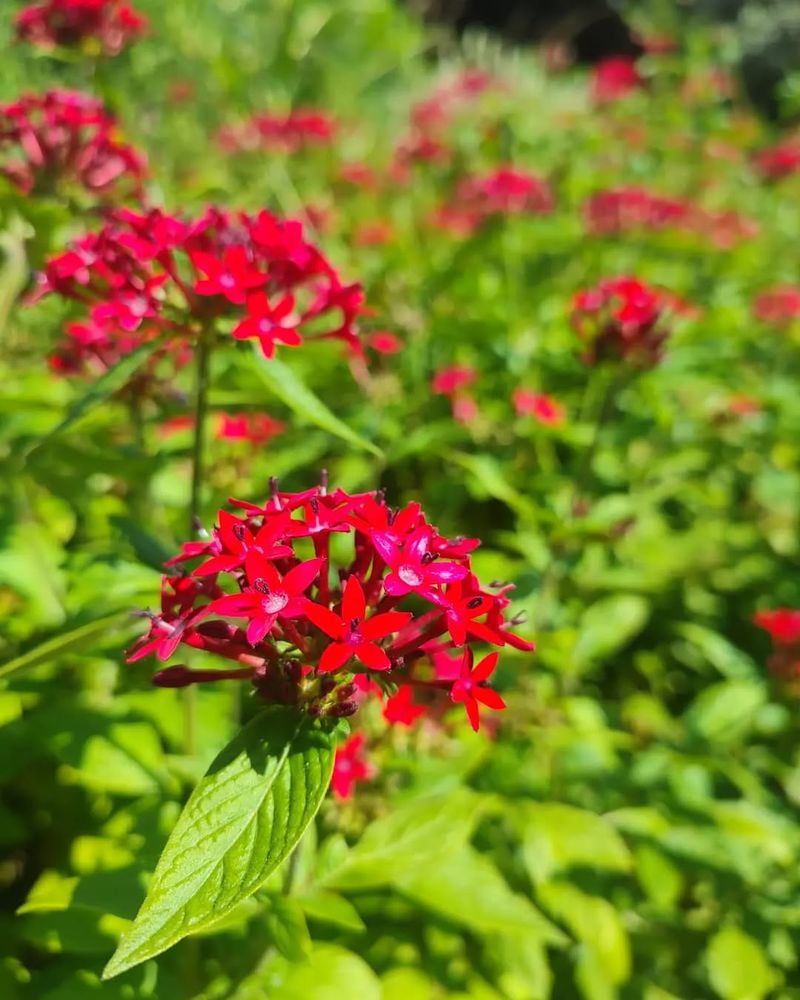 Pentas lanceolata