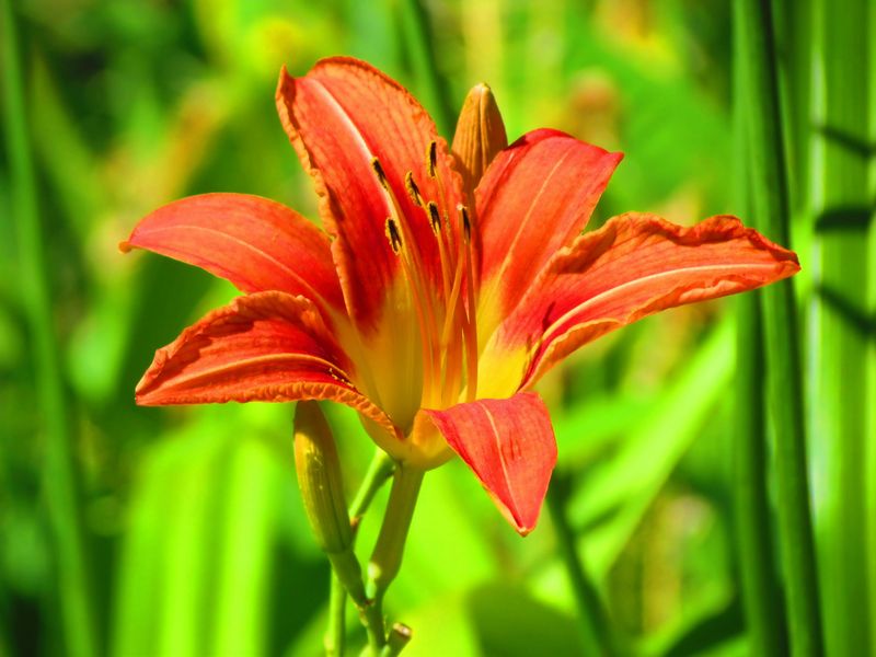 Daylilies