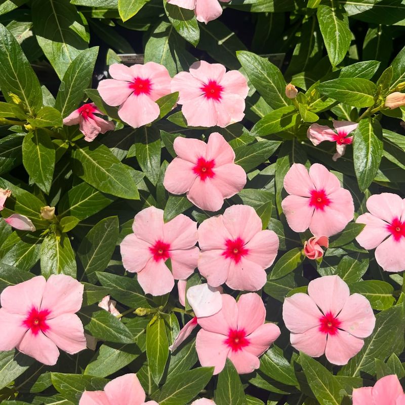 Vinca (Periwinkle)