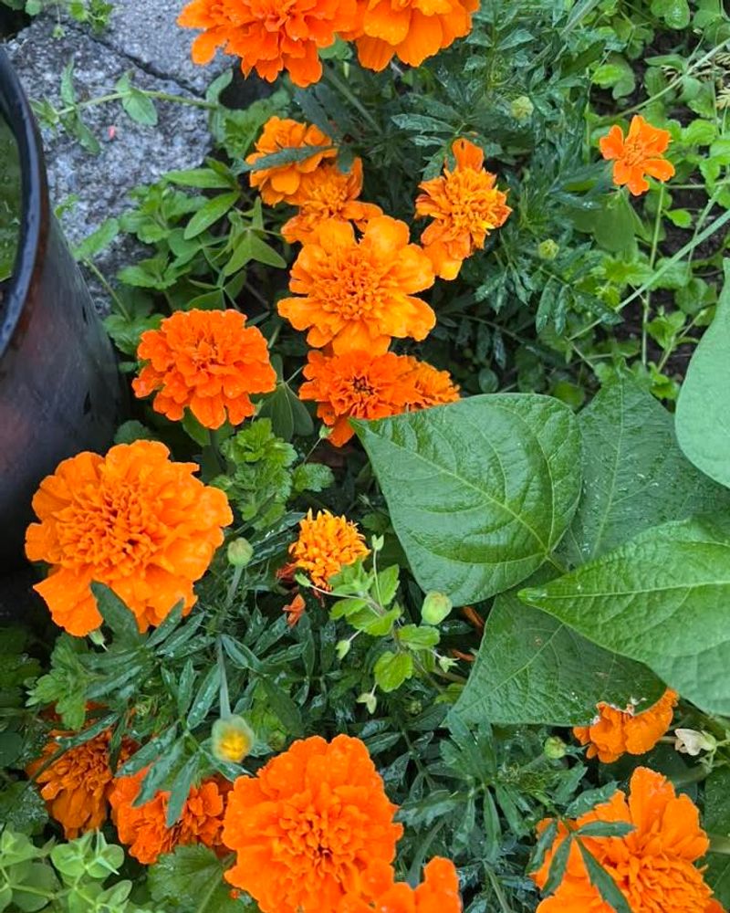 Marigolds