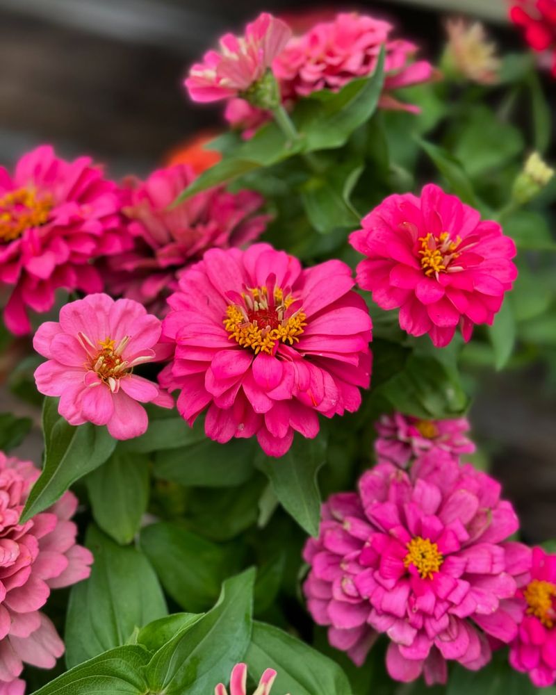 Highly Bred Double Zinnias