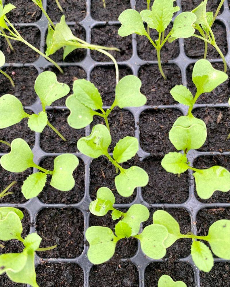 Seedlings Of Almost Any Vegetable