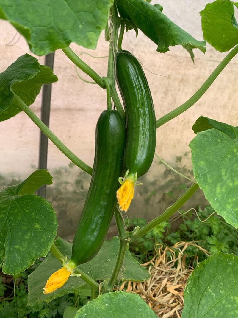 Cucumbers (Trellised Types)