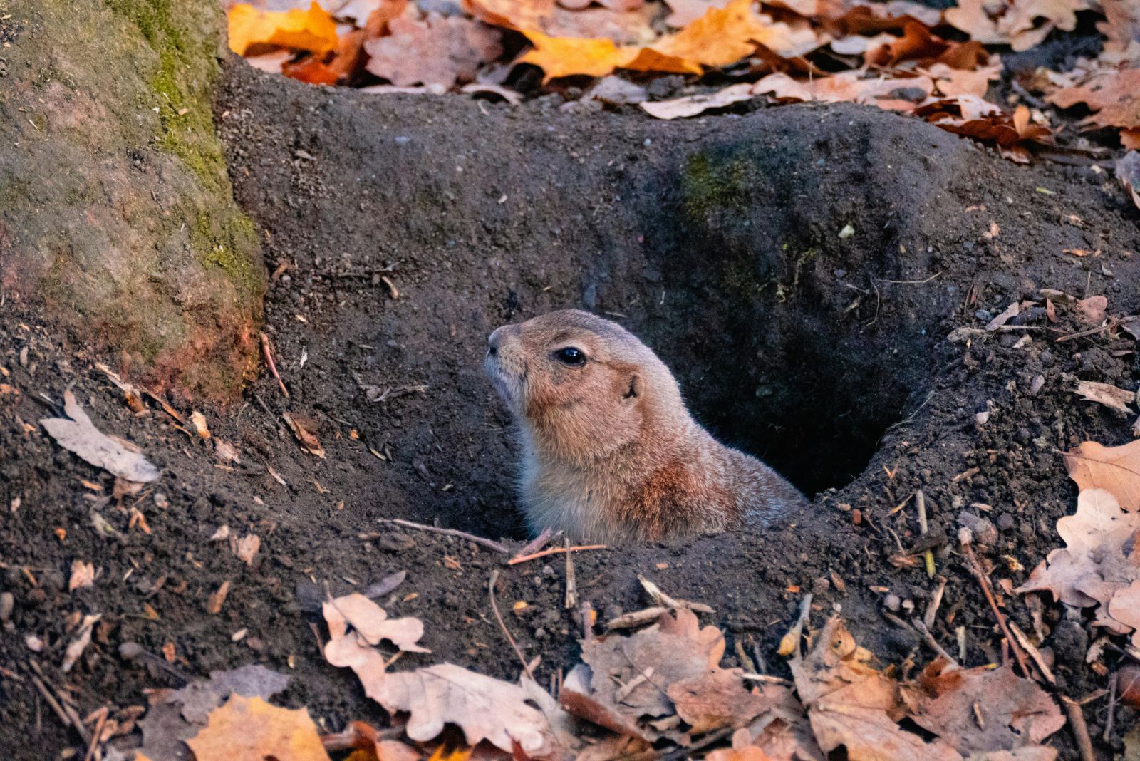 gopher in the ground