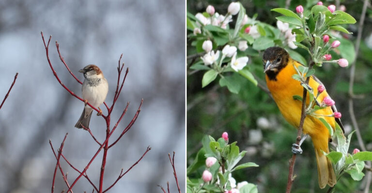 The 11 Best Plants That Help Birds Without Attracting Pests In Oregon