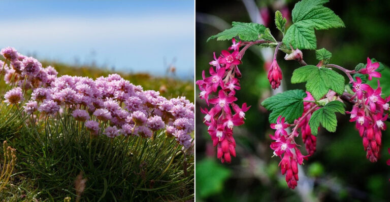 coastal oregon plants