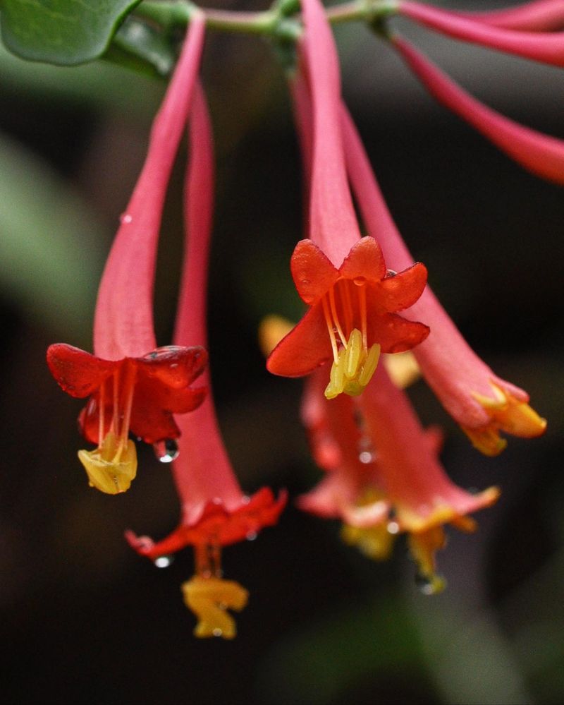 'Blanche Sandman' Coral Honeysuckle