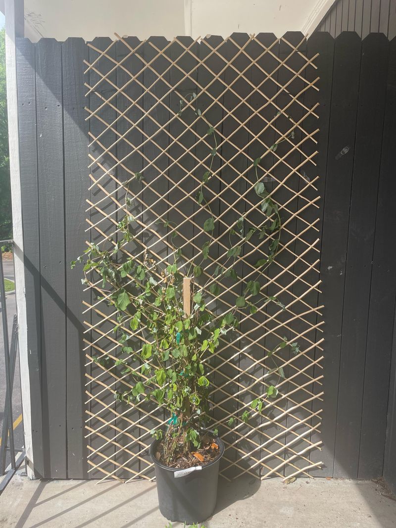 'Leo' Coral Honeysuckle