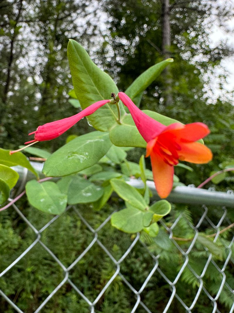 'Alabama Crimson' Coral Honeysuckle