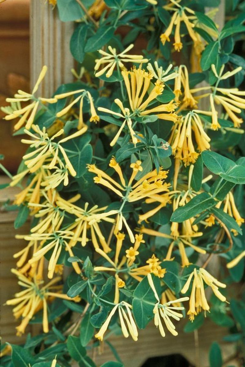 'John Clayton' Coral Honeysuckle