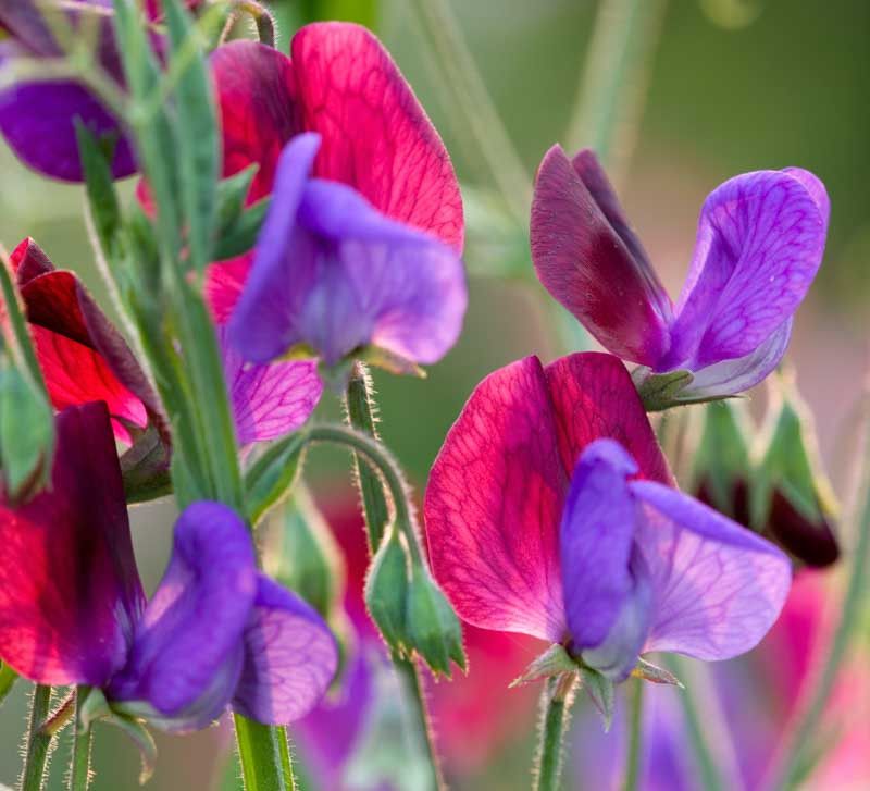 2. Sweet Peas (Lathyrus odoratus)