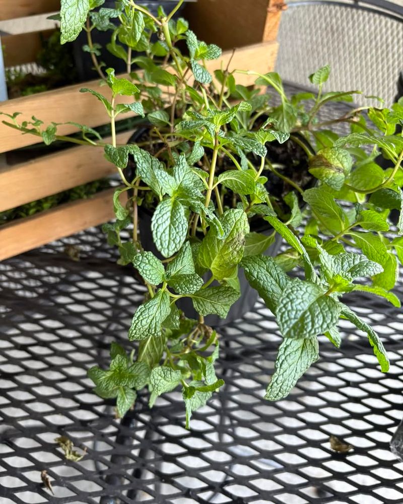 Mint Quietly Takes Over Beds And Keeps Spreading