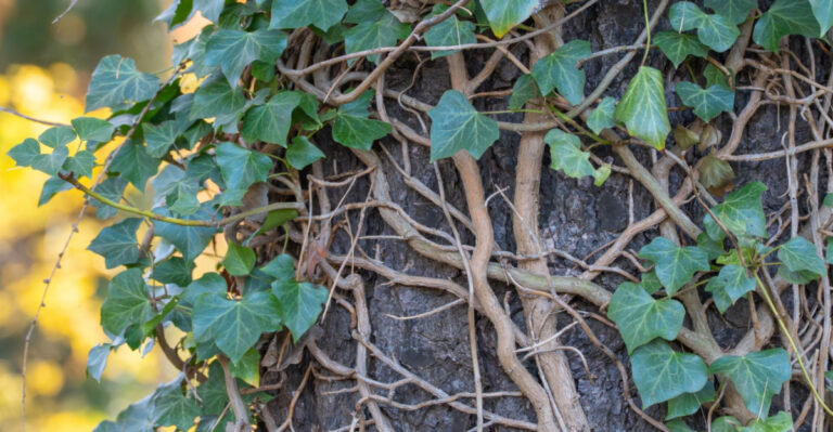 hedera helix english ivy