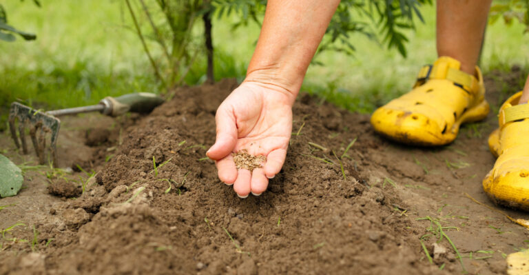 10 Arizona Food Gardening Ideas For A Budget-Friendly Yard