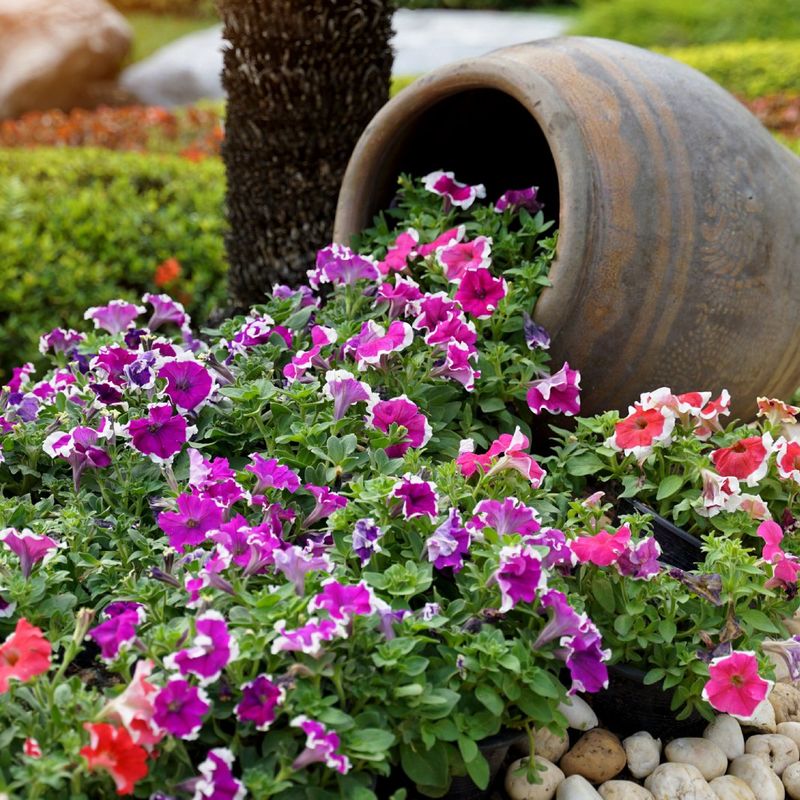 Timeless Clay Pot Petunia Spill