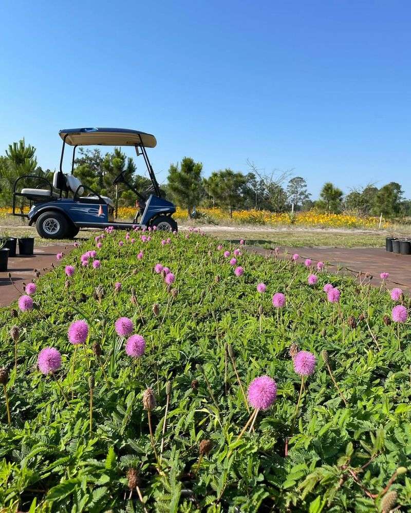 Sunshine Mimosa (Mimosa strigillosa)