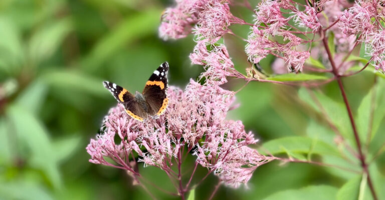 butterfly on joepye weed