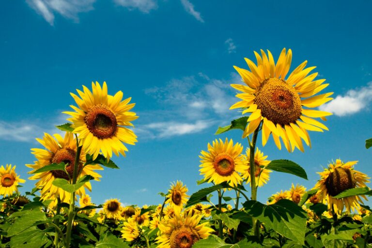 sunflowers in field