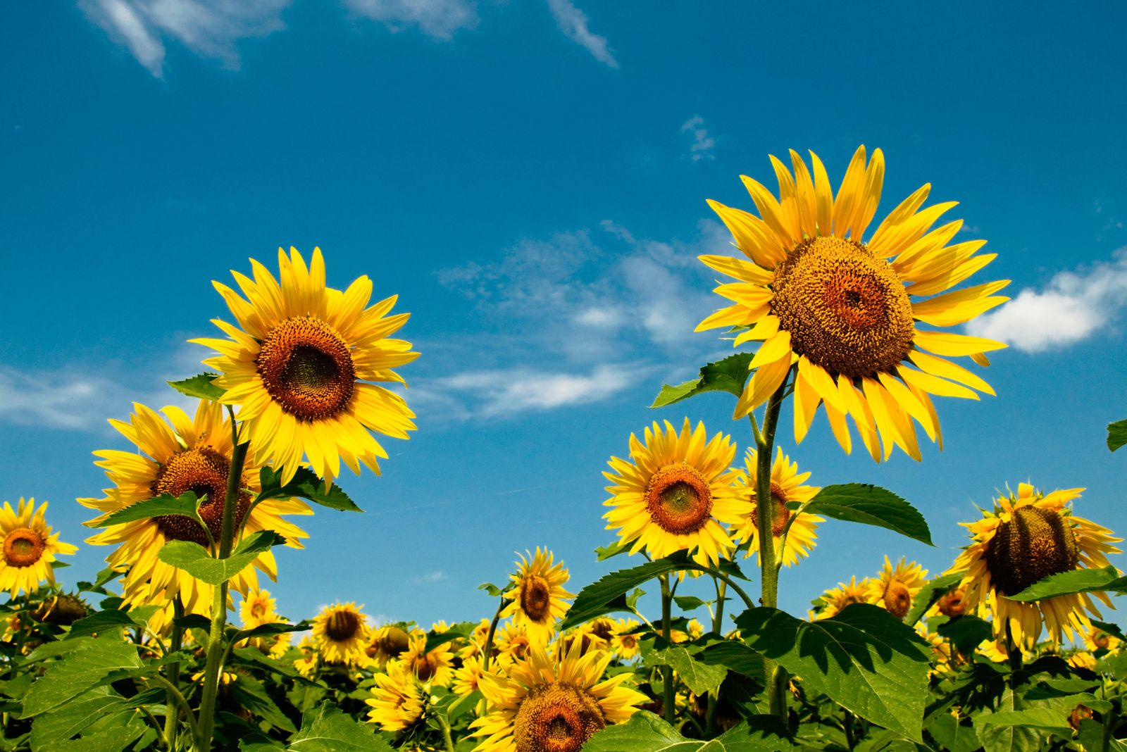 sunflowers in field