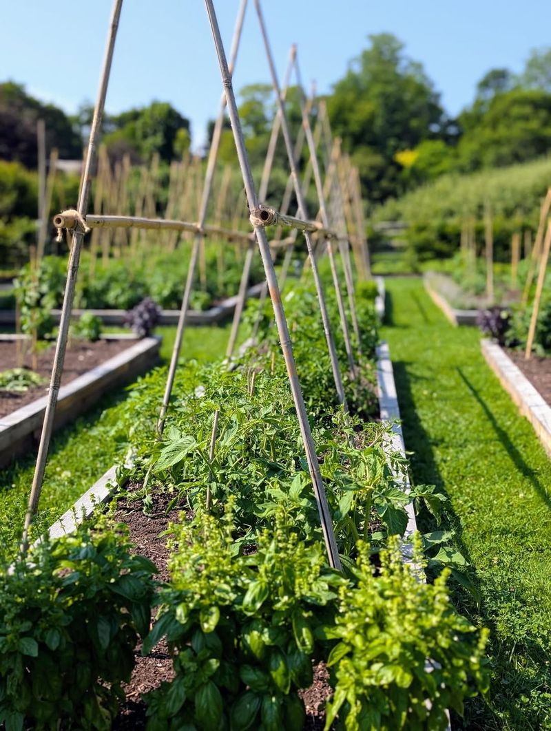 Tomatoes (Solanum Lycopersicum)