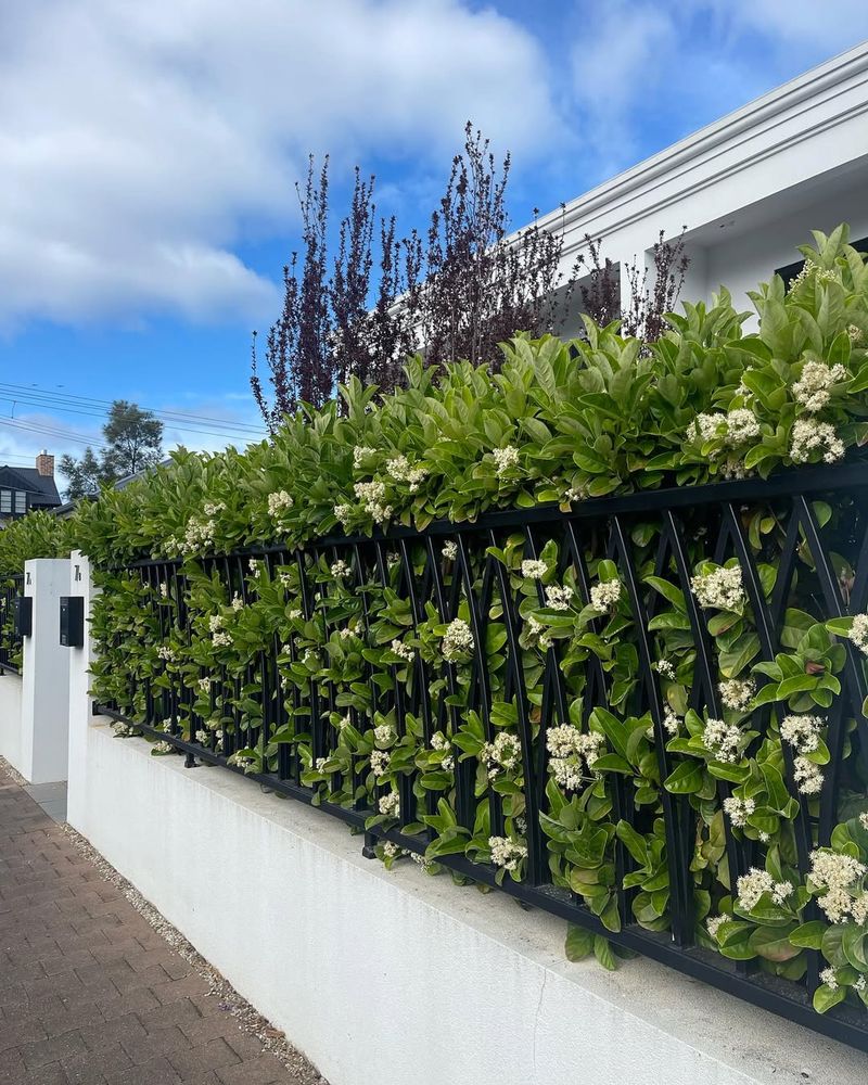 Plant Fast-Growing Privacy Hedges