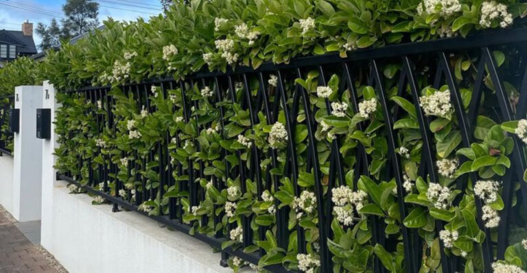 Viburnum Odoratissimum hedge