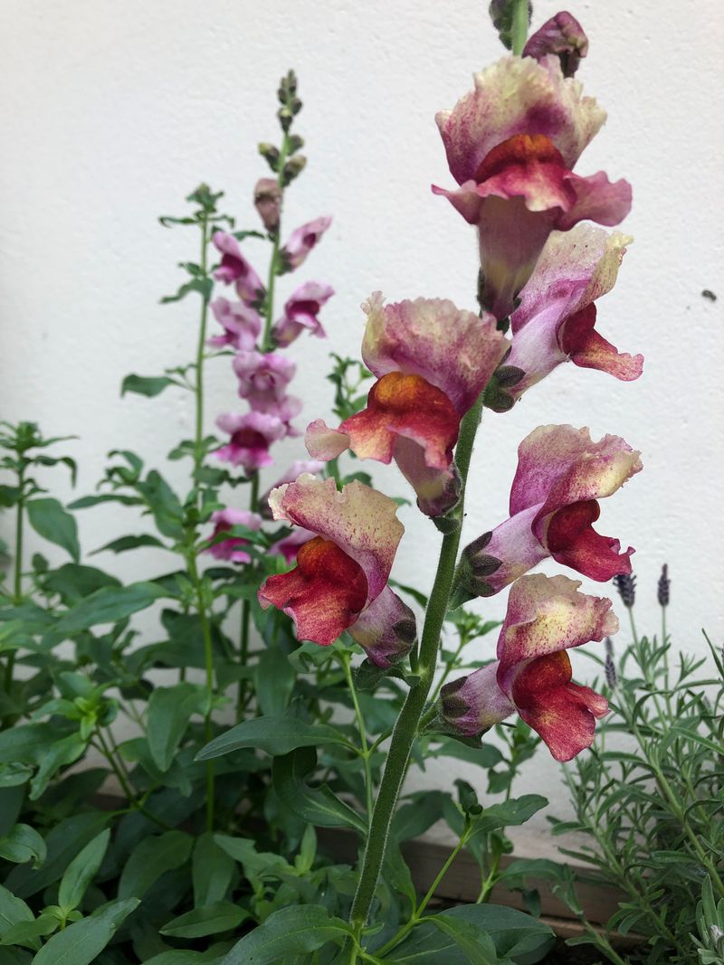 Snapdragons With Soft Two-Tone Spikes For Spring Color